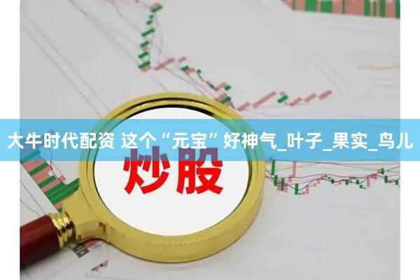 大牛时代配资 这个“元宝”好神气_叶子_果实_鸟儿
