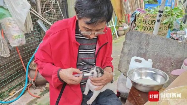 民银证券 75岁老人32年救助2000余只流浪猫狗：散尽家财，干到干不动为止